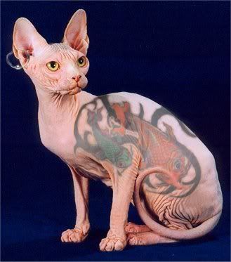 shaved-cat-tattoos_swapmeetdave.jpg