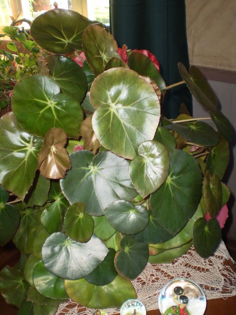 Vivi202.jpg begonia erythrophylla image by viviancita_album