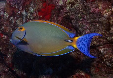 whitespine-surgeonfish_mike-bartick.jpg