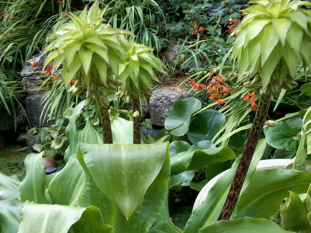 Plant_zps6109e6d5.jpg