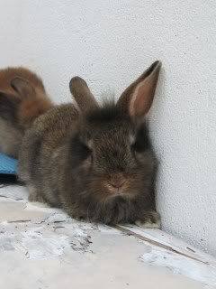 RABBIT Pictures, Images and Photos