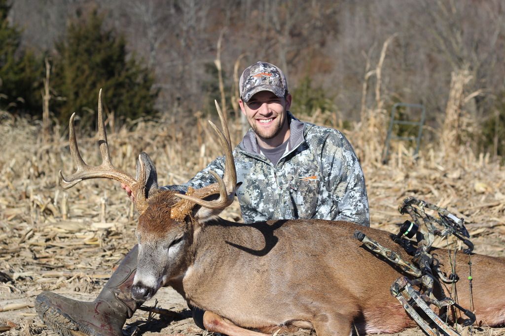 Cattle Pasture Buck The Hunting Beast
