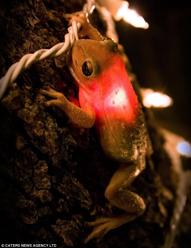 Frog trying to swallow Christmas Light