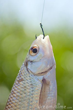 fish-caught-hook-10240936_zps56vjsy8f.jpg