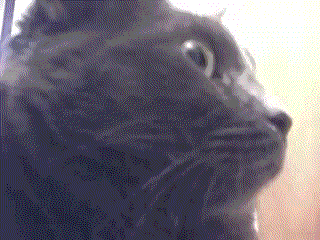 OMGKITTYWHUT.gif