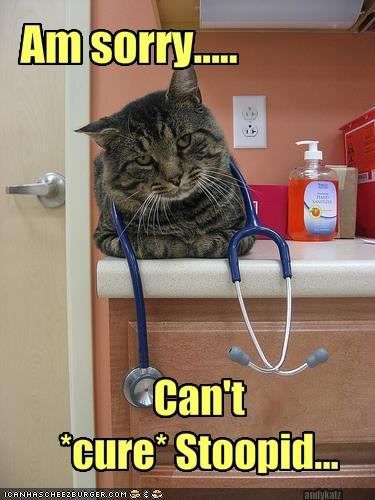 lolcatcantcurestoopid.jpg