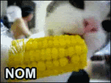 nomnomnomkitty.gif
