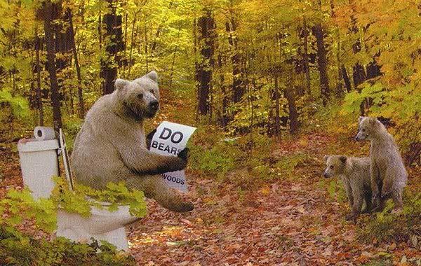 bear in the woods Pictures, Images and Photos