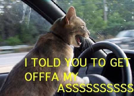 driving_cat.jpg