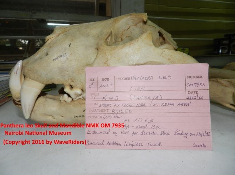 http://i570.photobucket.com/albums/ss147/WaveRiders1/C6/WR279%20-%20Skull%20and%20Mandible%20of%20Panthera%20leo%20Skeleton%20NMK%20OM%207935%20with%20accompanying%20Museum%20Card%20filled%20with%20KWS%20info_zpsphjmy47b.jpg