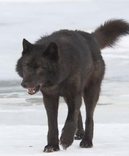 Wolf With Scar