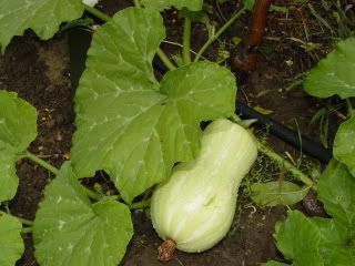 photo DSC01545.jpg