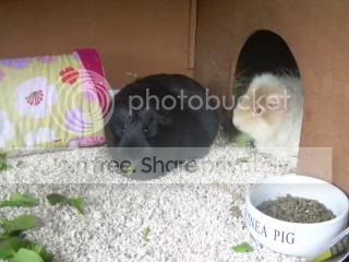 Febpiggies2010002.jpg