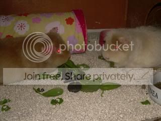 Febpiggies2010003.jpg