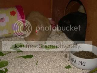 Febpiggies2010004.jpg