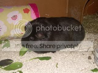 Febpiggies2010006.jpg