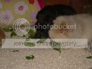 Febpiggies2010007.jpg
