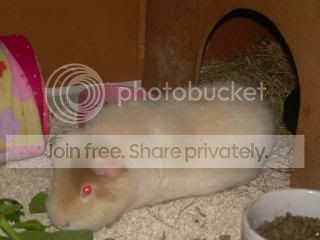Febpiggies2010011.jpg