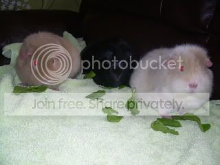 Guineas002-1.jpg