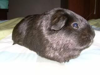 Guineas002.jpg