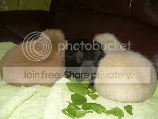 Guineas003-1.jpg
