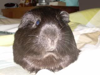 Guineas003.jpg