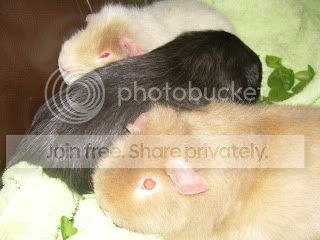 Guineas004.jpg