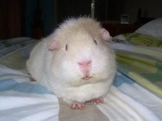 Guineas008.jpg