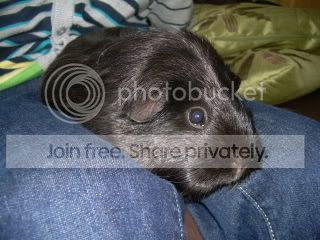 Guineas010-1.jpg