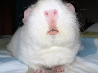 Guineas010.jpg