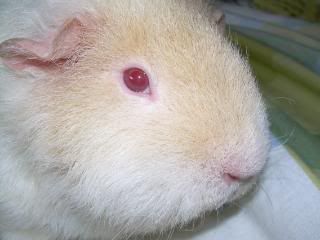 Guineas013.jpg