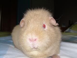 Guineas018.jpg