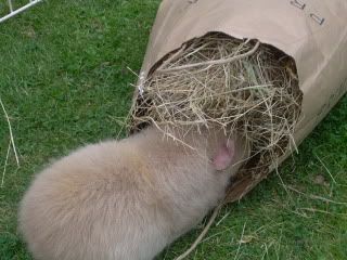 Hay001.jpg
