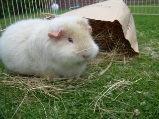 Hay009.jpg