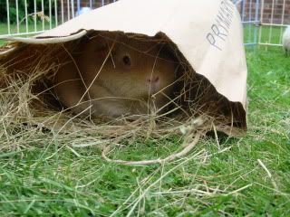 Hay013.jpg