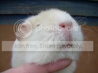 Octpiggies001.jpg
