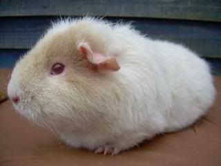 Octpiggies003.jpg