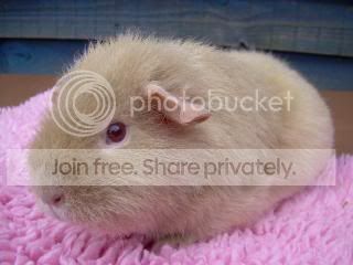 Octpiggies004.jpg