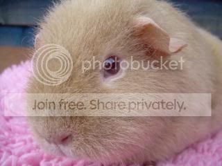 Octpiggies007.jpg