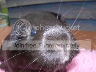 Octpiggies008.jpg
