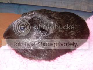 Octpiggies012.jpg