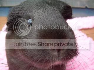 Octpiggies013.jpg