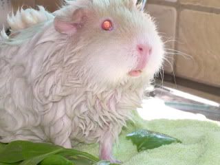 PiggieBath2010012.jpg