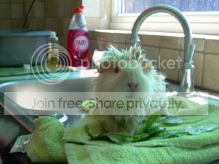 PiggieBath2010020.jpg
