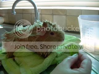PiggieBath2010037.jpg