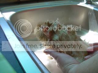 PiggieBath2010049.jpg