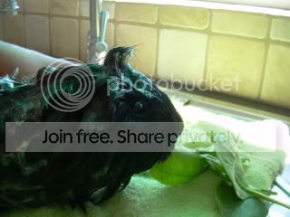 PiggieBath2010055.jpg