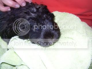 PiggieBath2010072.jpg