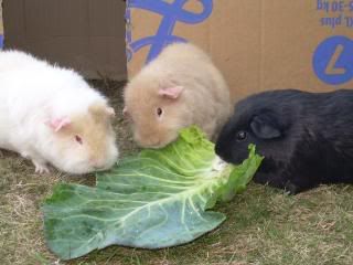 Piggies001.jpg
