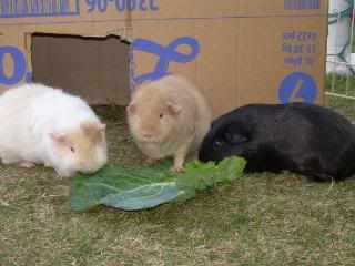 Piggies003.jpg